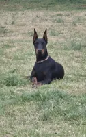 AKC Doberman Pinscher puppy boy, a male Doberman Pinscher for sale in Monroe, NC – 4 of 4
