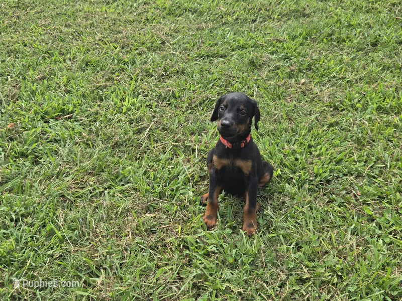 AKC Doberman Pinscher puppy – Doberman Pinscher puppy for sale in Monroe, NC
