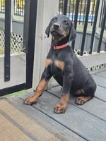 AKC Doberman Pinscher puppy Female, a female Doberman Pinscher for sale in Monroe, NC – 3 of 5