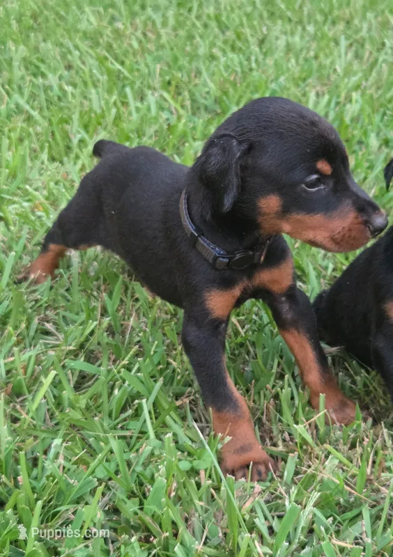 AKC Doberman Pinscher puppy boy – Doberman Pinscher puppy for sale in Monroe, NC