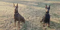 AKC Doberman Pinscher puppy boy, a male Doberman Pinscher for sale in Monroe, NC – 2 of 4