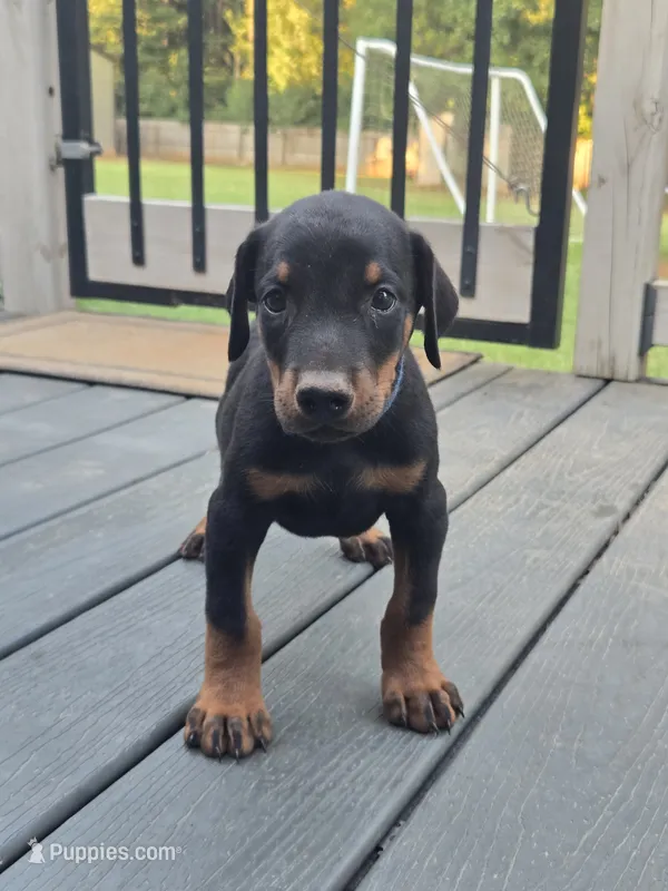 AKC Doberman Pinscher puppy Male – Doberman Pinscher puppy for sale in Monroe, NC