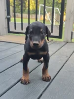 AKC Doberman Pinscher puppy Male, a male Doberman Pinscher for sale in Monroe, NC – 1 of 4