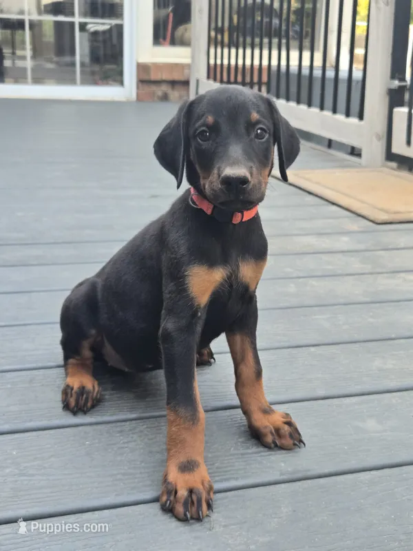 AKC Doberman Pinscher puppy Female – Doberman Pinscher puppy for sale in Monroe, NC