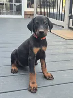 AKC Doberman Pinscher puppy Female, a female Doberman Pinscher for sale in Monroe, NC – 1 of 5