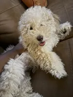 Peace, a male Miniature Goldendoodle for sale in Irving, TX – 3 of 6