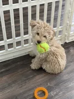 Peace, a male Miniature Goldendoodle for sale in Irving, TX – 5 of 6