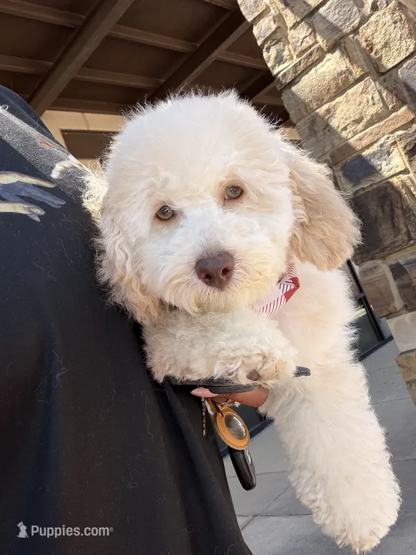 Peace – Miniature Goldendoodle puppy for sale in Irving, TX