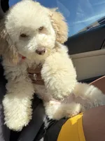 Peace, a male Miniature Goldendoodle for sale in Irving, TX – 4 of 6