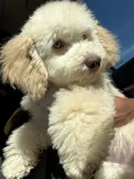 Peace, a male Miniature Goldendoodle for sale in Irving, TX – 2 of 6