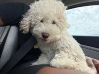Peace, a male Miniature Goldendoodle for sale in Irving, TX – 6 of 6