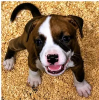 No Name Yet, a female American Staffordshire Terrier for sale in Harrisburg, PA – 2 of 2