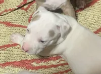 No Name Yet, a male American Staffordshire Terrier for sale in Harrisburg, PA – 2 of 3