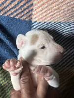 No Name Yet, a male American Staffordshire Terrier for sale in Harrisburg, PA – 3 of 3