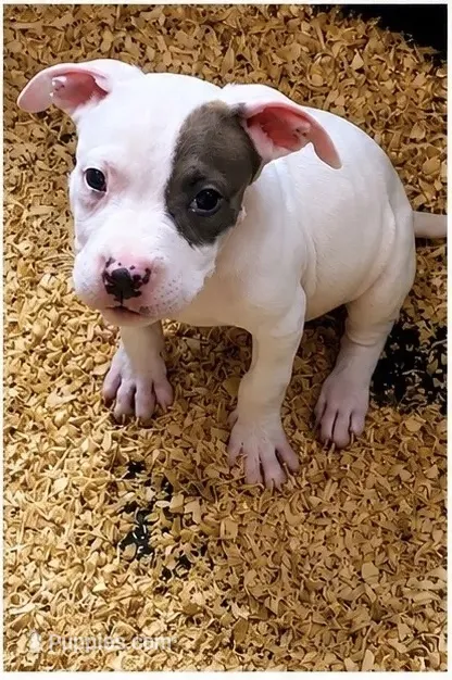 No Name Yet – American Staffordshire Terrier puppy for sale in Harrisburg, PA