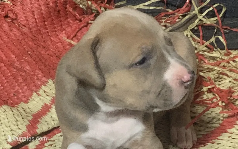 No name yet – American Staffordshire Terrier puppy for sale in Harrisburg, PA