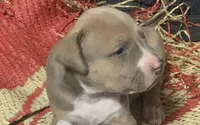 No name yet, a male American Staffordshire Terrier for sale in Harrisburg, PA – 1 of 2