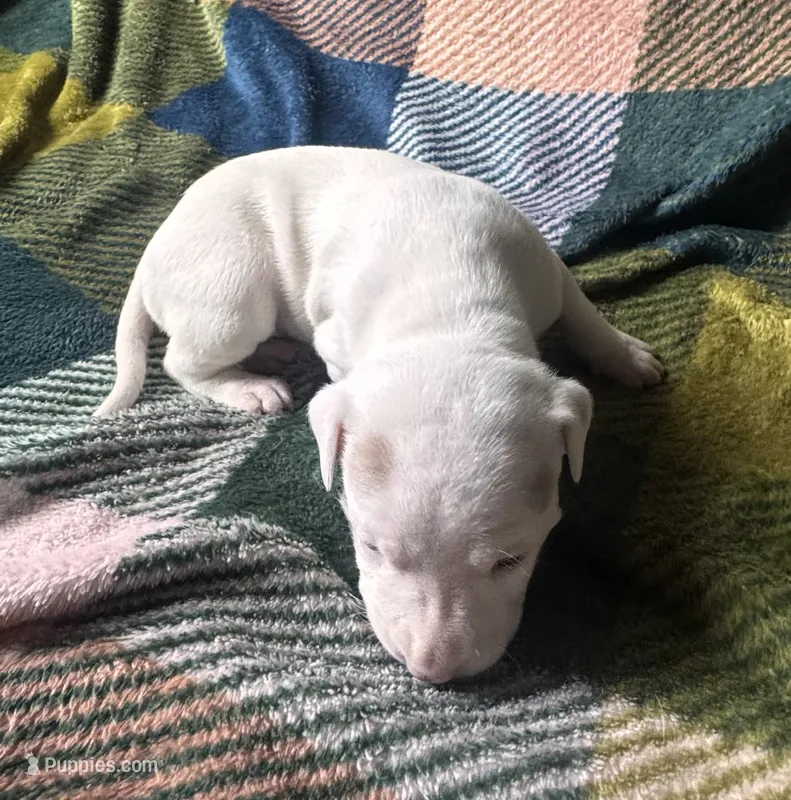 No Name Yet – American Staffordshire Terrier puppy for sale in Harrisburg, PA