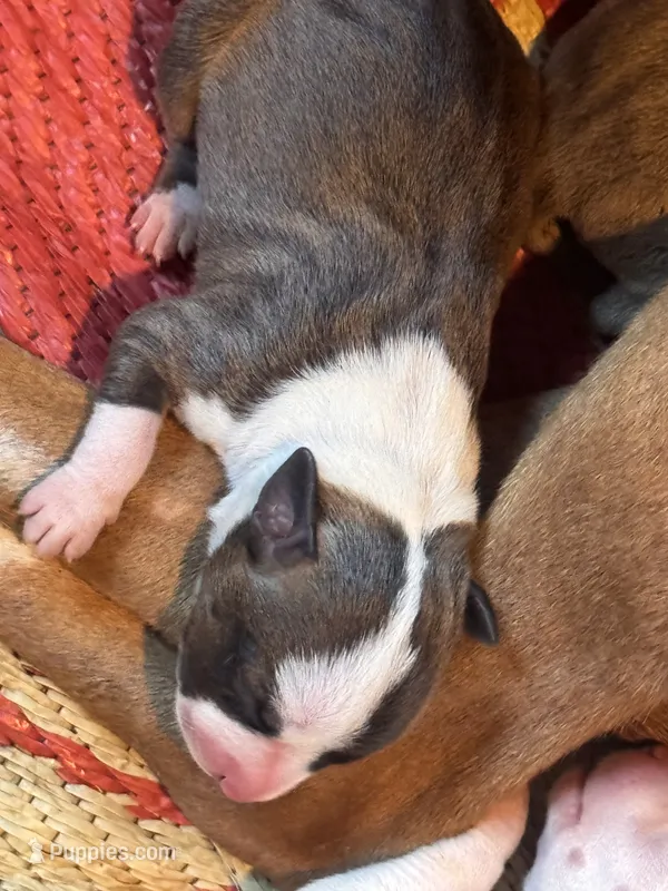 No Name Yet – American Staffordshire Terrier puppy for sale in Harrisburg, PA