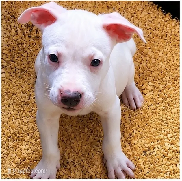 No name yet – American Staffordshire Terrier puppy for sale in Harrisburg, PA