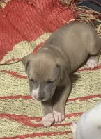 No name yet, a male American Staffordshire Terrier for sale in Harrisburg, PA – 2 of 2