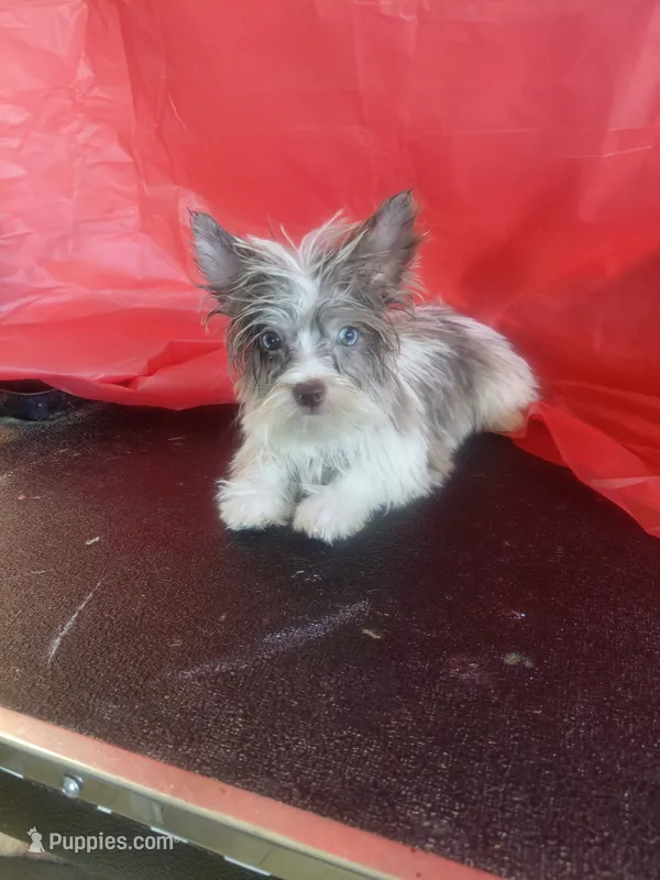 Peaches – Yorkshire Terrier puppy for sale in Lilly, PA