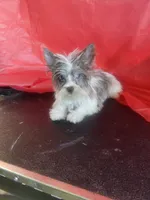 Peaches, a female Yorkshire Terrier for sale in Lilly, PA – 1 of 2