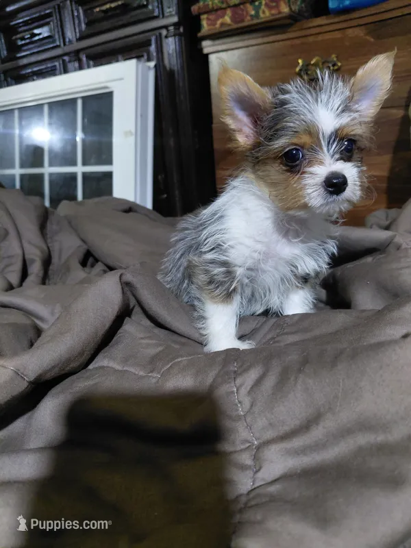 Toya – Yorkshire Terrier puppy for sale in Lilly, PA