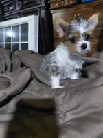 Toya, a female Yorkshire Terrier for sale in Lilly, PA – 1 of 1