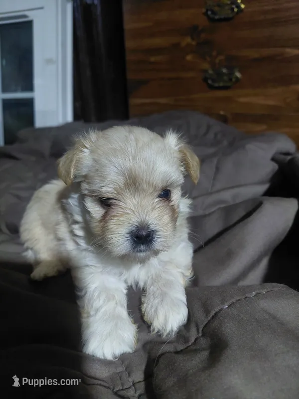 Ginger – Morkie puppy for sale in Lilly, PA
