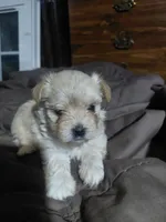 Ginger, a female Morkie for sale in Lilly, PA – 1 of 1