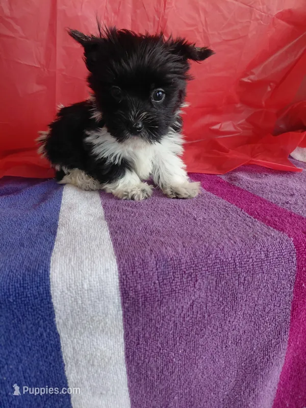 Whisper – Yorkshire Terrier puppy for sale in Lilly, PA