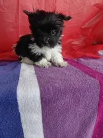 Whisper, a male Yorkshire Terrier for sale in Lilly, PA – 1 of 2