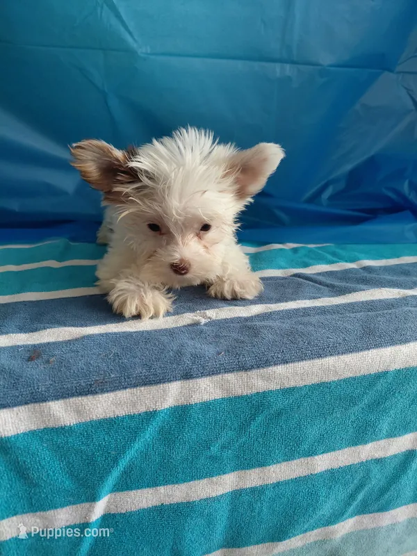 Blend – Yorkshire Terrier puppy for sale in Lilly, PA