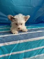 Blend, a male Yorkshire Terrier for sale in Lilly, PA – 1 of 1