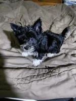 Cody, a male Yorkshire Terrier for sale in Lilly, PA – 2 of 4