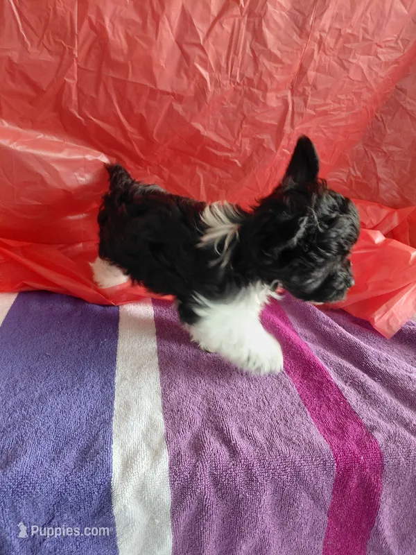 Cooper – Yorkshire Terrier puppy for sale in Lilly, PA