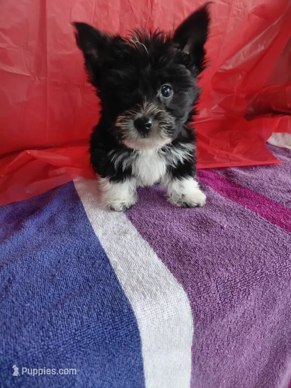 Cody – Yorkshire Terrier puppy for sale in Lilly, PA