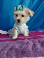 Jazzy marine, a female Yorkshire Terrier for sale in Lilly, PA – 2 of 4