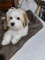 Cedar, a male Morkie for sale in Lilly, PA – 1 of 1