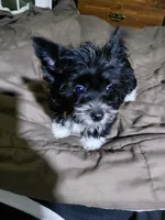 Cody, a male Yorkshire Terrier for sale in Lilly, PA – 4 of 4