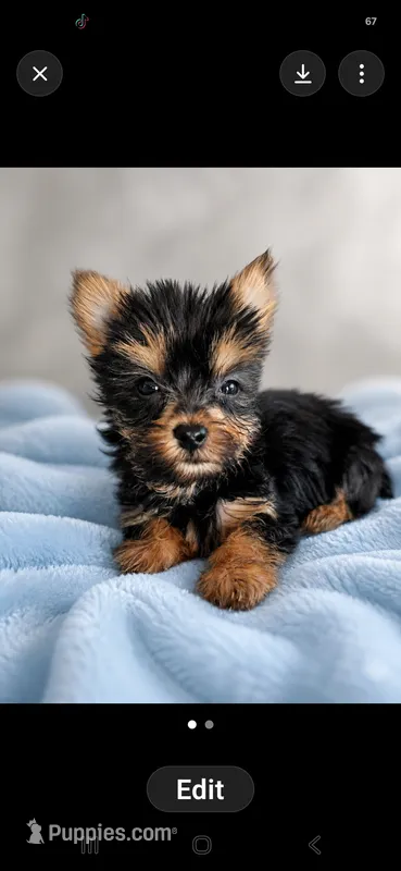 Simba – Yorkshire Terrier puppy for sale in Lilly, PA