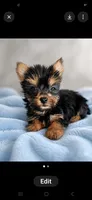 Simba, a male Yorkshire Terrier for sale in Lilly, PA – 1 of 1