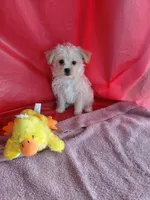 Jazzy marine, a female Yorkshire Terrier for sale in Lilly, PA – 2 of 3