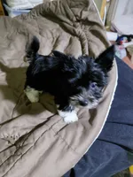 Cody, a male Yorkshire Terrier for sale in Lilly, PA – 3 of 4