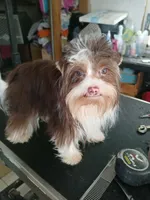 Blend, a male Yorkshire Terrier for sale in Lilly, PA – 4 of 5
