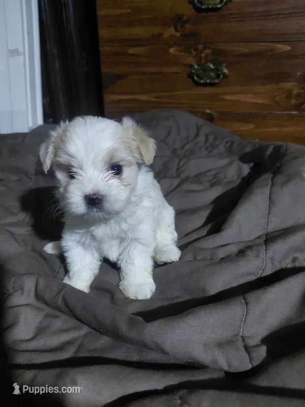 Jazzy marine – Morkie puppy for sale in Lilly, PA