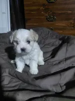 Jazzy marine, a female Morkie for sale in Lilly, PA – 1 of 1