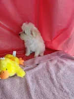 Jazzy marine, a female Yorkshire Terrier for sale in Lilly, PA – 3 of 3