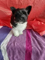 Cooper, a male Yorkshire Terrier for sale in Lilly, PA – 3 of 7
